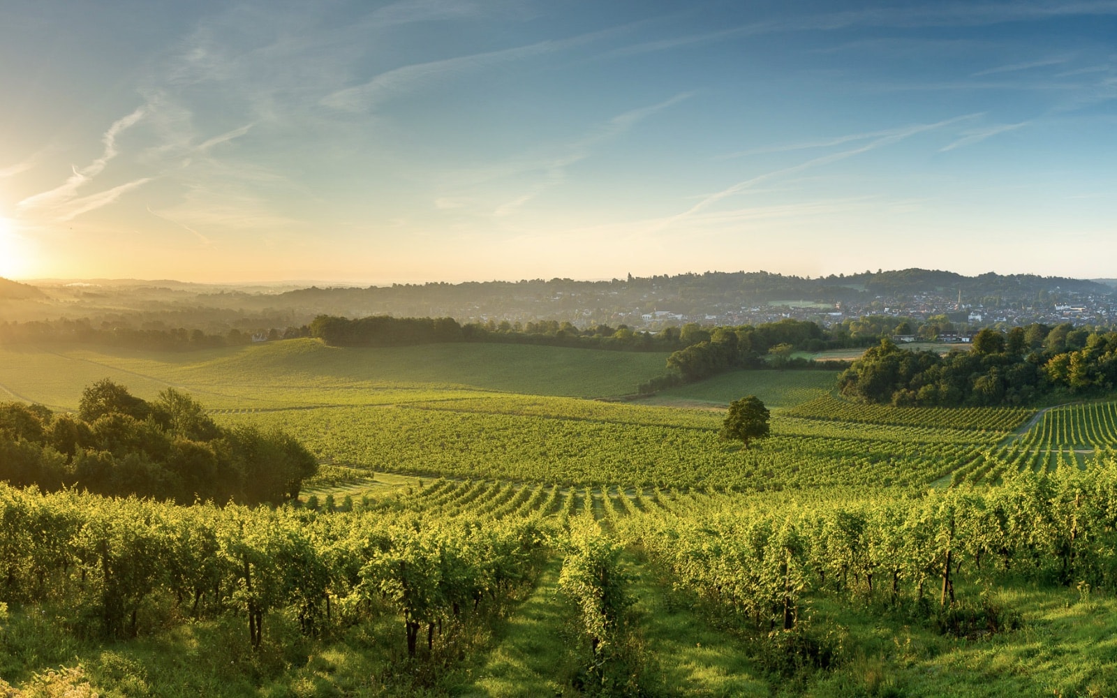 Explore the stunning vistas of the Surrey Hills area of outstanding natural beauty