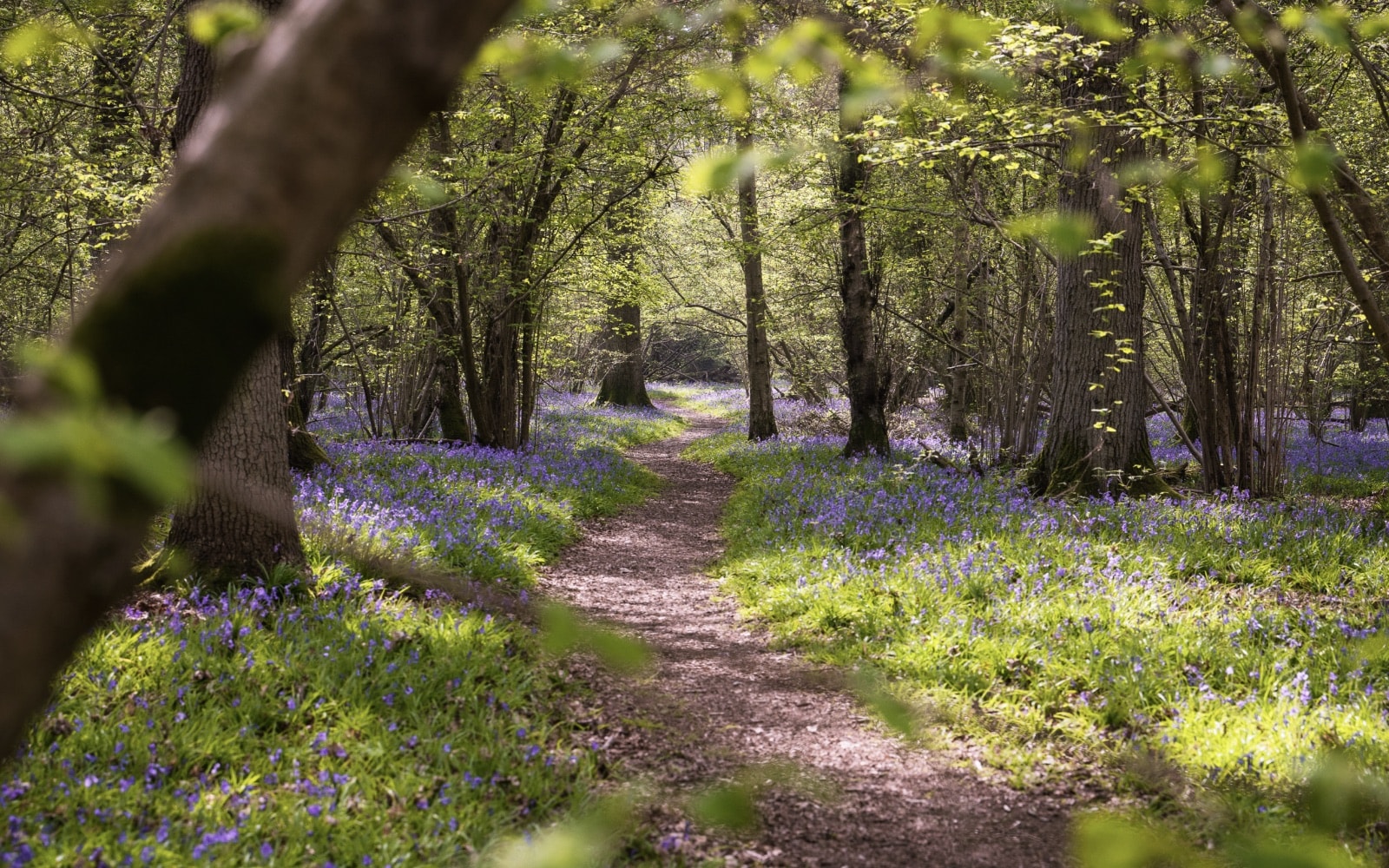 Discover the year-round romance of beautiful Surrey
